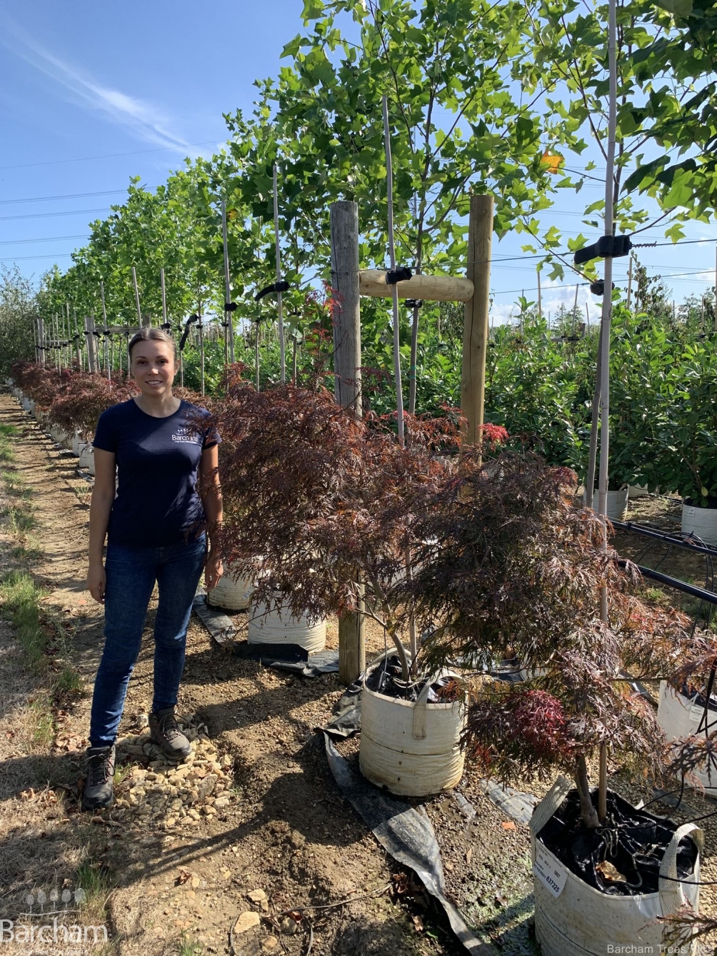 Acer palmatum Dissectum   Japon Akçaağacı